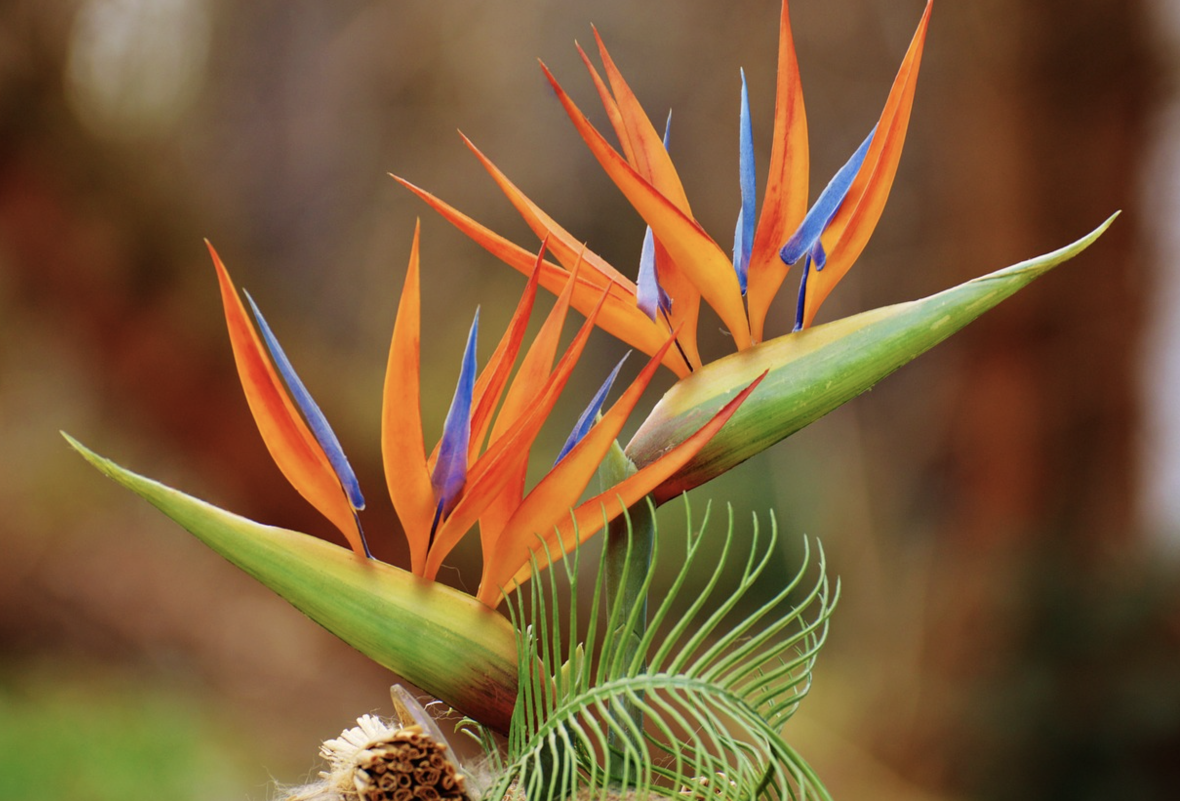ird-of-paradise flower (Strelitzia reginae).